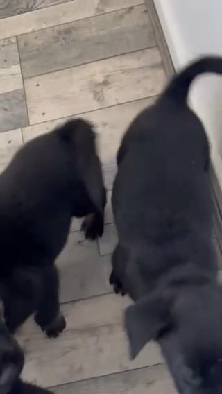 Rottweiler X Akita 4 Boys Ready Now
