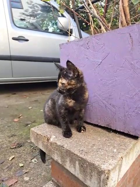 Bengal + Sphynx