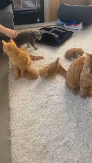 3 ginger long haired kittens for sale.