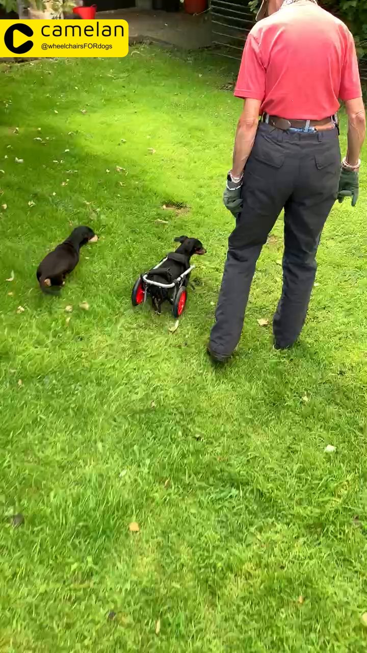 Dog Wheelchair „DogHelper UK” size XS