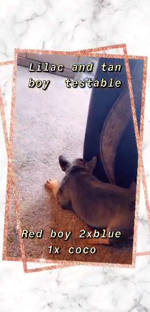 2x male frenchies