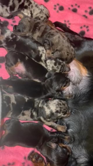 Miniature Dachshund