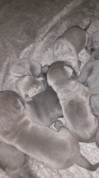 Absolutely stunning, chunky blue Cane Corso puppies looking for the very best homes