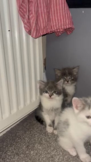 3 Beautiful Kittens