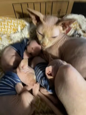 3 Boy Sphynx