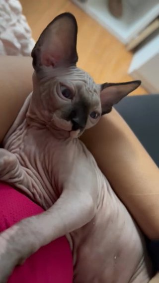 Canadian Sphynx Kitten