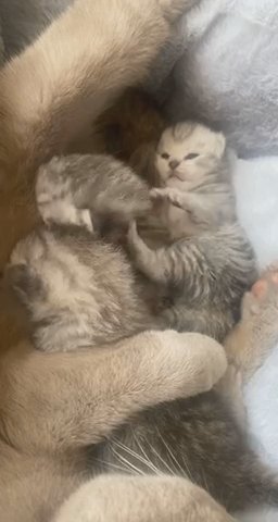British Shorthair/Longhair kittens available ? 2 boys left ?
