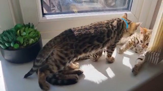 Bengal kittens