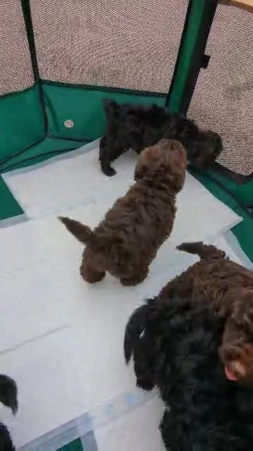cockapoos