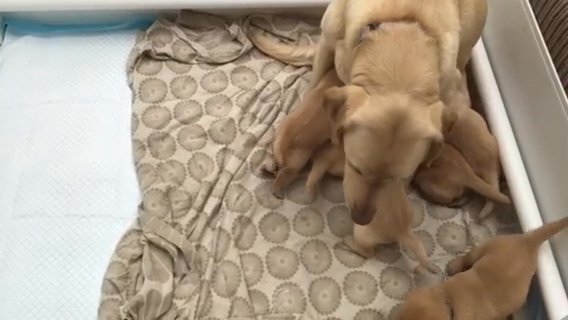 Labrador puppies