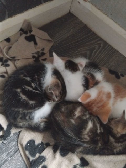 kittens