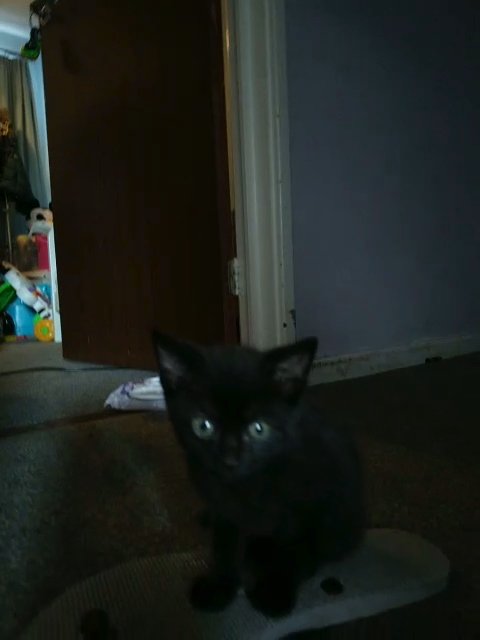 4 kittens