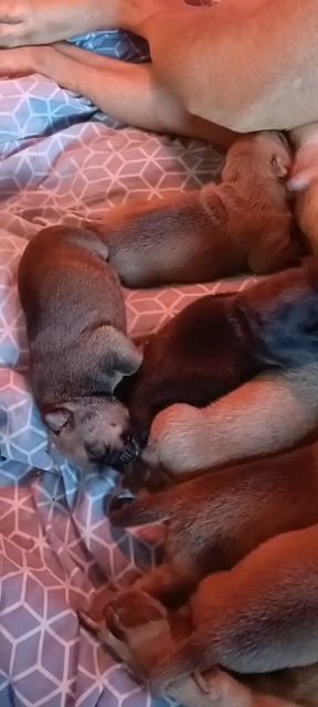American French Bull Terrier pups