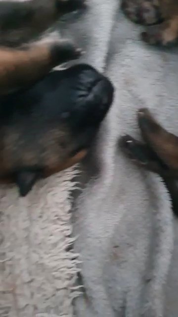 Belgian shepherd's
