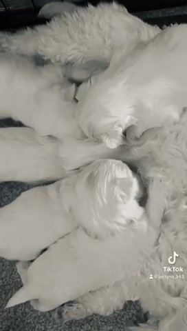 Maltese Puppies