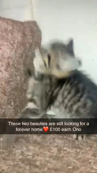 2 Beautiful Kittens For Sale
