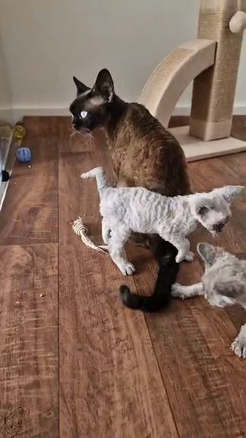Pet only - Blue Point Devon Rex Girl ?