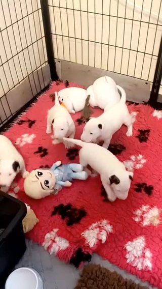 CHAMPION ENGLISH BULL TERRIER PUPPIES