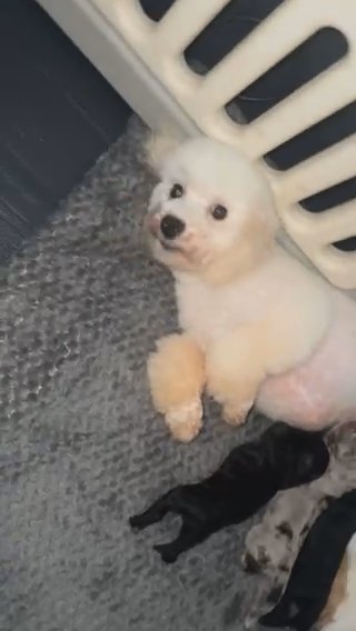 HIGH QUALITY TOY POODLE PUPPIES
