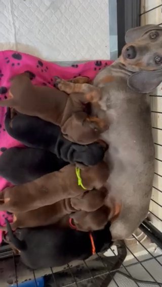Miniature Dachshund