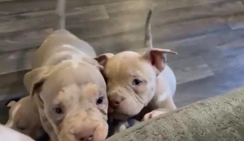 ? Pocket Bullies ?
