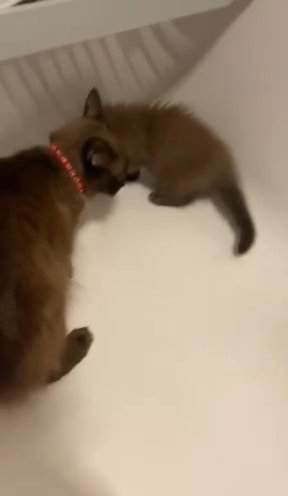 Rare Sephia, Seal Mink And Blue Mink Ragdolls