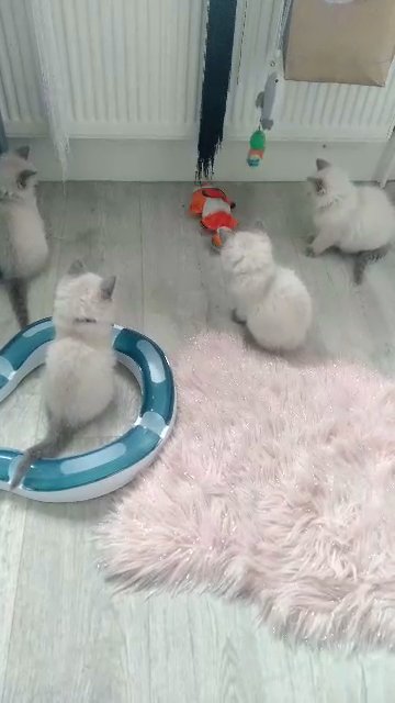 Ragdoll kittens fluffy