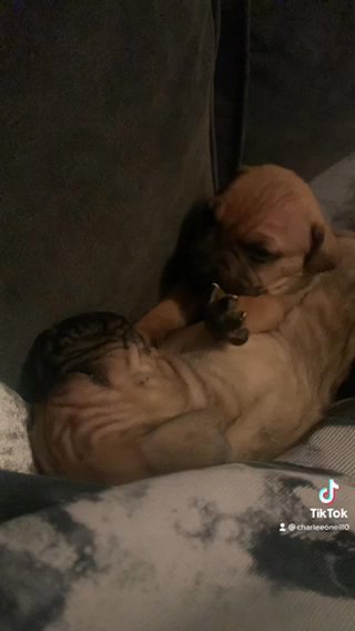 Cane Corso Quality Bloodlines Iccf Pedigree