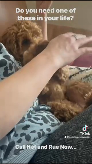 Net And Rues Cavapooa