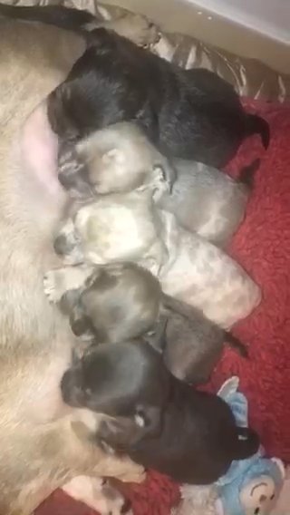 beautiful pedigree chihuahuas available