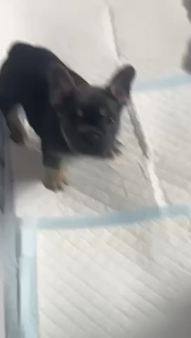 Frenchbull Dogs
