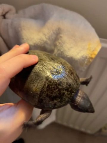 Female Adult Musk Turtle