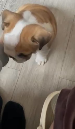 English Bulldog Puppy For Sale