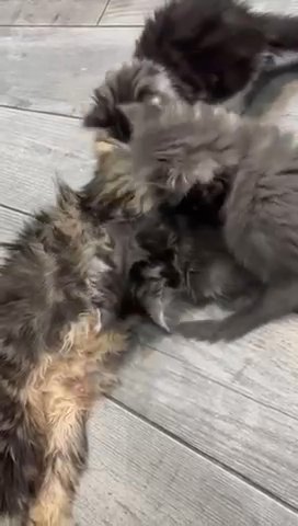 Maine Coon Kittens