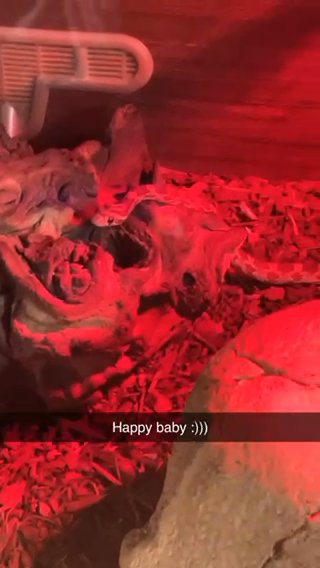 Baby Corn Snake (VIV INCLUDED)