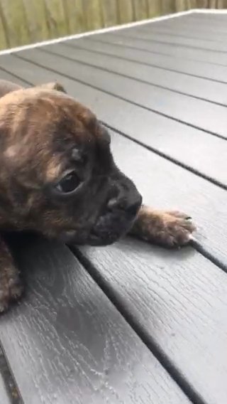 French Bullies Pups