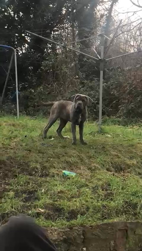 Cane Corso x Neopolitian mastiff mix