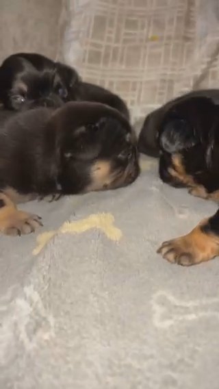 Visual Fluffy And Fluffy Carrier French Bulldogs