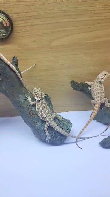 baby bearded dragons