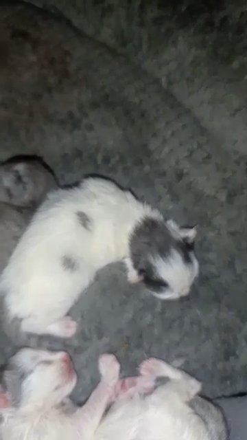 Kittens Silver Norwegian Forest Cat Mix