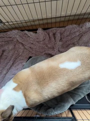 English Bull Terriers Due 25/06