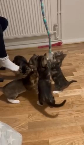 Tabby Mix Bread Kittens