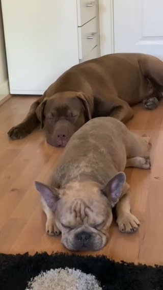 French Bulldog Stud