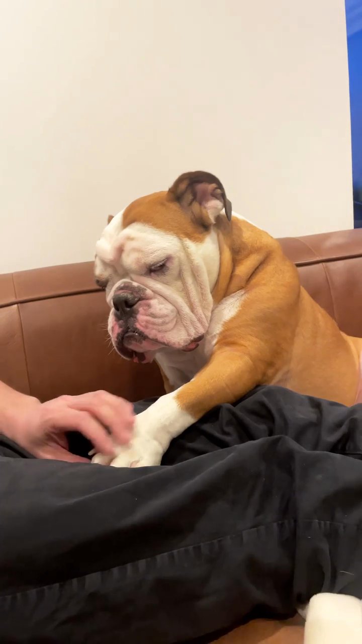 bulldog