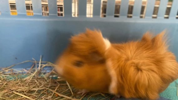 Single Male Guinea Pig Called Nacho