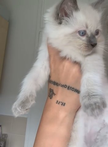 Beautiful Ragdoll Kittens?