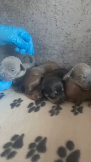 Pocket Cross Dashy Pups