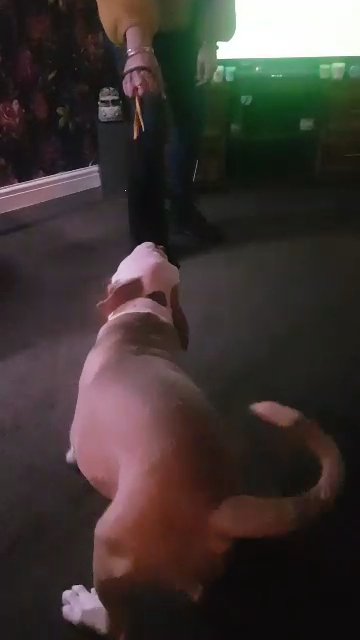 alapaha blue blood bulldog pups