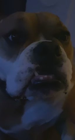 english bulldog