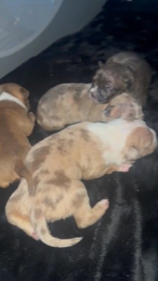 Last 3 American Bully Pups